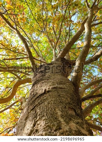 picture of tree branches in spring Yellow and green young leaves in the forest, big trees, bottom view.