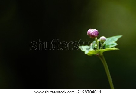 Close up of beautiful bud of wild flower in Bhutan