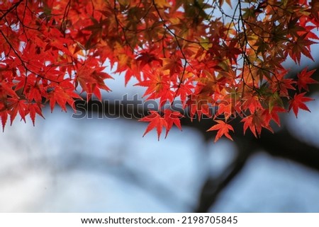 Autumn leaves of Japanese maple in Shimogamo Shrine Tadasu no Mori Royalty-Free Stock Photo #2198705845