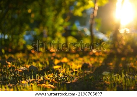 Seed new grass in autumn. Small new grass rising from ground between leaves in sunset light. Turf landscaping time.