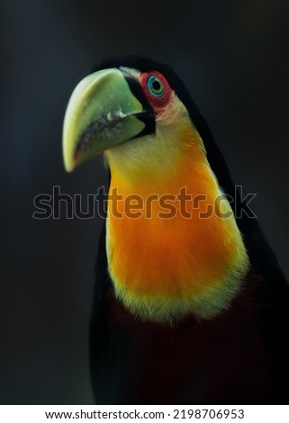 Green-billed toucan in the forest