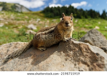 Golden Mantled Ground Squirrel on the Skyline Trail at Mt. Rainier National Park.