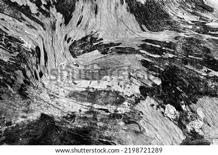 Black and white abstract tree trunk wood texture. Natural background.