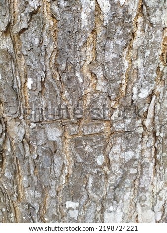 Bark pattern is seamless texture from tree