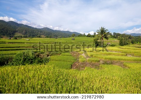 Green Terraced Rice Field in Chiangmai, Thailand 