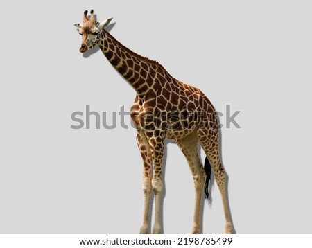 images of animals, illustrations, background images, textures