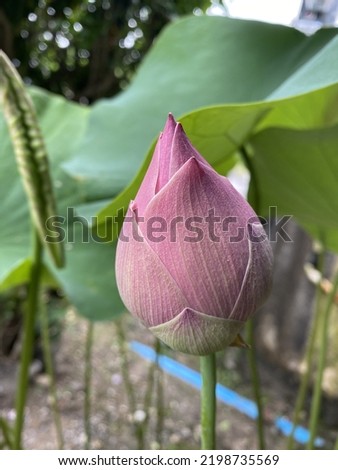 lotus flower that is blooming