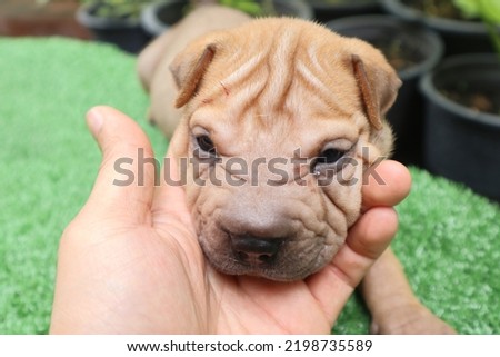 Dog Shar pei and master's hand