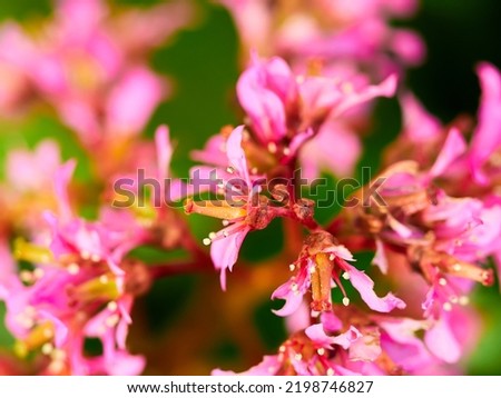 selective, selected, soft focus. pink bergenia crassifolia close-up in a green garden on a beautiful sunny spring day. background for designers, artists, computer desktop