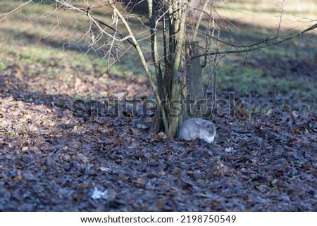 Small Grey Rabbit outside among the Leaves.