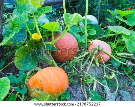 pumpkin on the field basketball ball