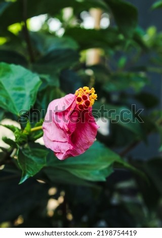Hibiscus is a shrub of the Malvaceae tribe originating from East Asia and widely grown as an ornamental plant in the tropics and subtropics.