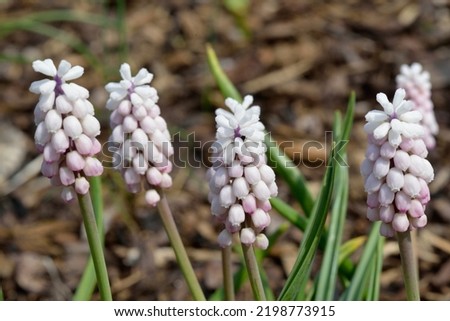 Muscari 'Pink Surprise' is a Grape Hyacinth with pink flowers Royalty-Free Stock Photo #2198773915