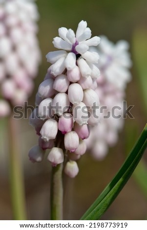 Muscari 'Pink Surprise' is a Grape Hyacinth with pink flowers Royalty-Free Stock Photo #2198773919