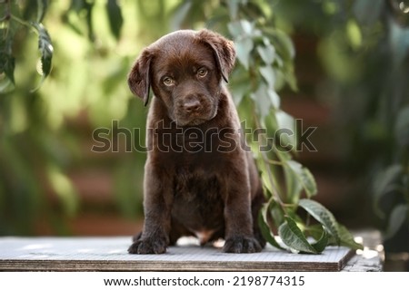 brown labrador puppy sitting outdoors, close up portrait Royalty-Free Stock Photo #2198774315