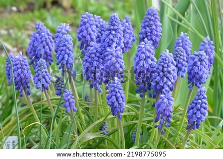 Muscari armeniacum 'Artist' is a Grape Hyacinth with blue flowers Royalty-Free Stock Photo #2198775095