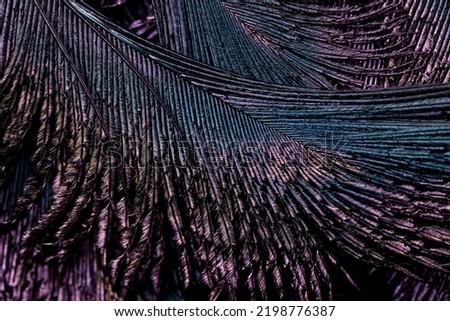 India, 8 July, 2022 : Beautiful and colourful bird feathers abstract lines pattern texture natural background concept, Beautiful color contrast image concept, Beautiful colors picture.