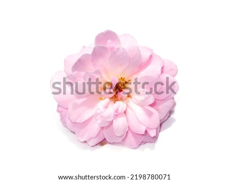 Close up Pink Rose flower on white background. (Scientific name Rosa damascena)