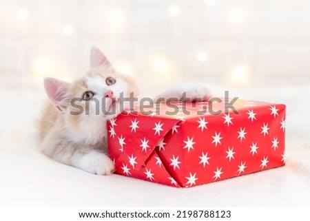 cute ginger fluffy kitten cat playing with christmas red decorations. High quality photo Royalty-Free Stock Photo #2198788123