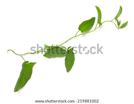 Green ivy isolated on white background