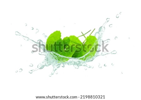 Gotu kola essential oil splash with centella asiatica leaf isolated on white background. Royalty-Free Stock Photo #2198810321