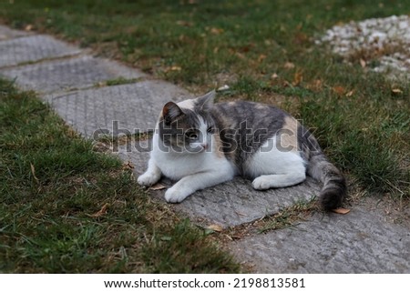 tricolor cat lying on the grass