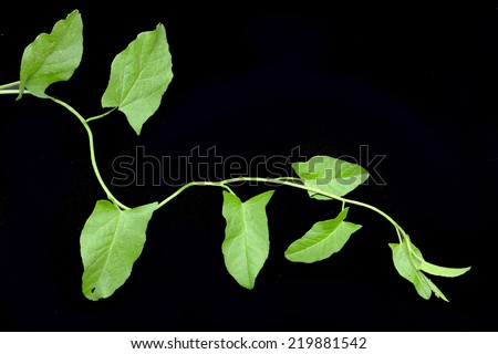 vine on a black background