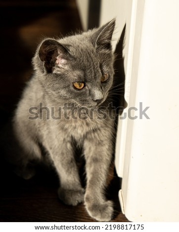 gray cat in contrasting light