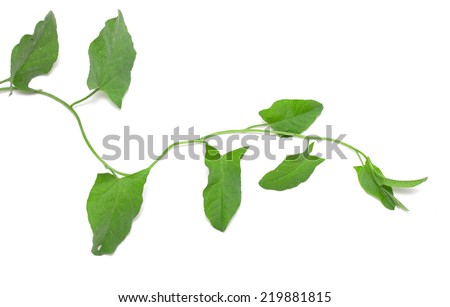 Green ivy isolated on white background