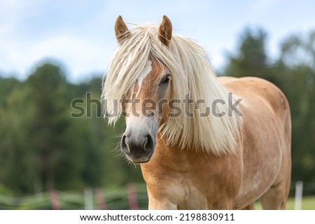Portrait of a young haflinger horse mare on a pasture in summer outdoors Royalty-Free Stock Photo #2198830911