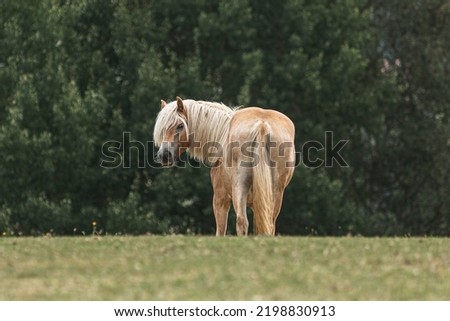 Portrait of a young haflinger horse mare on a pasture in summer outdoors Royalty-Free Stock Photo #2198830913