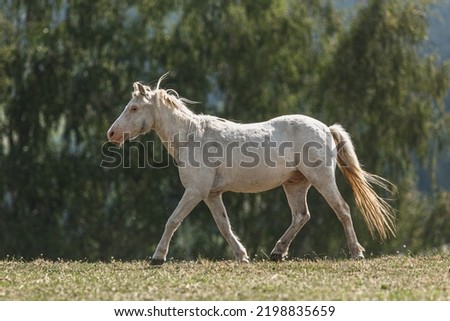 Portrait of an old white shetland pony gelding on a pasture in summer outdoors Royalty-Free Stock Photo #2198835659