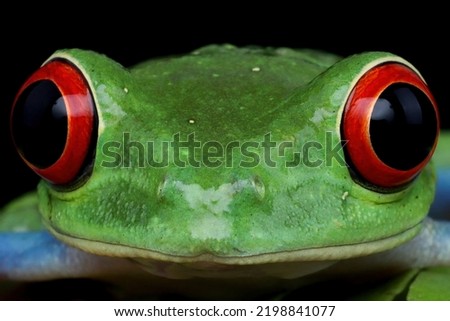 Red-eyed tree frog closeup head, red-eyed tree frog (Agalychnis callidryas) closeup Royalty-Free Stock Photo #2198841077