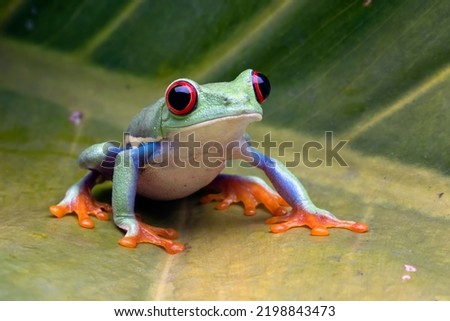Red-eyed tree frog sitting on green leaves, red-eyed tree frog (Agalychnis callidryas) closeup Royalty-Free Stock Photo #2198843473