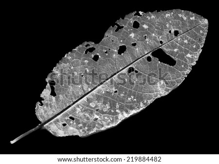 leaves eaten by pests on a black background