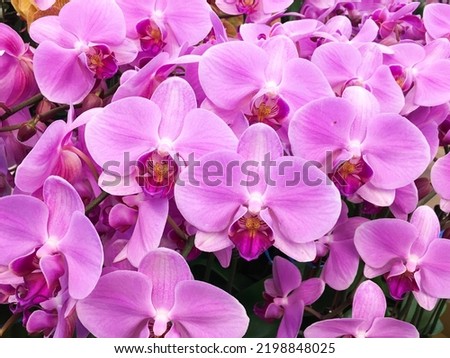 Beautiful pink orchid flower  with green leaves in garden background Royalty-Free Stock Photo #2198848025