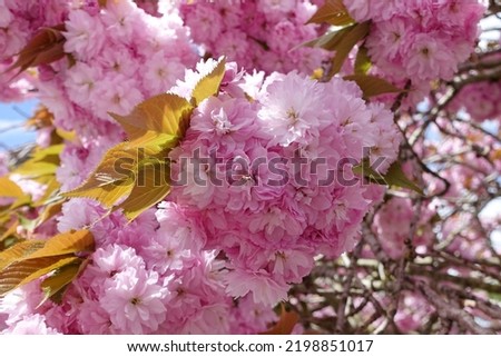 Close up view of beautiful pink cherry blossom flowers