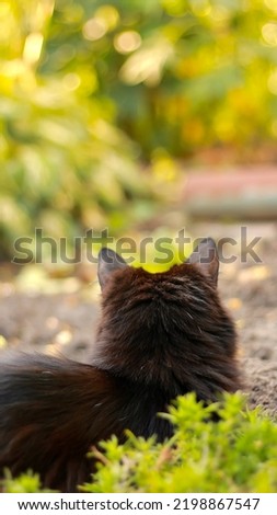 Black cat sit in the grass. Beautiful fluffy animal