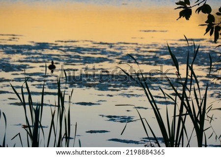 Duck silhouette in golden sunset. High quality photo