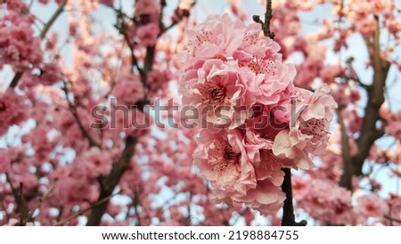 View of the pink cherry blossoms, the sakura tree has glorious pink, showy blossoms that appear in early to mid-spring in the garden. 