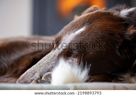 
Portrait of dog with honey-colored eyes, dog resting, bored, inactive