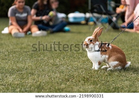 cute white-beige rabbit bunny on leash after competition race, green background, pet photography, bunny hop, kaninhop, Symbol of new year 2023, copy space, Easter concept, copy space
