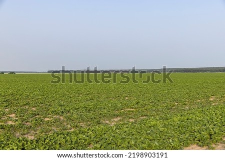 agricultural field where sugar beet grows, beet cultivation to produce sugar product