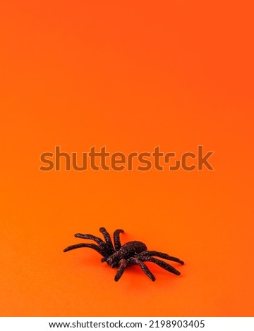 One small black horror spider on orange backdrop with copy space. Halloween decoration spooky background concept for holidays 