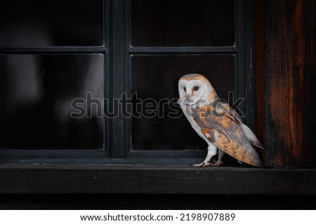 Urban wildlife. Barn owl in house window in front of country cottage, bird in urban habitat, wheel barrow on the wall, Czech Republic. Wild winter and snow with wild owl. Urban wildlife scene from nat