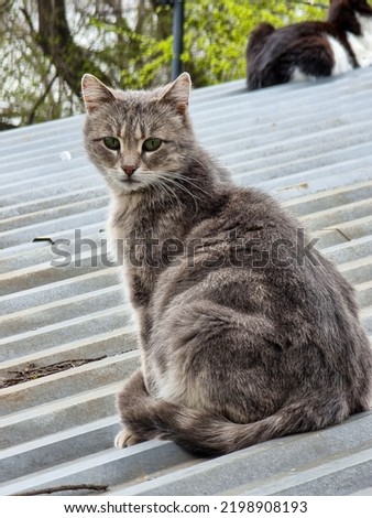 Homeless cat in the street close up portrait Affectionate city cats of the european city