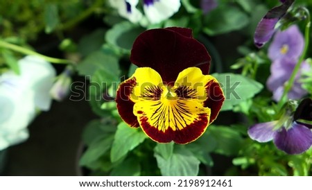 A beautiful pansy flowers outdoors Pansies in the garden