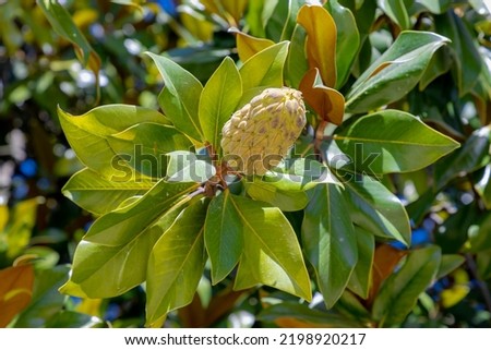 Selective focus of fresh young growing fruit in a magnolia tree with green leaves, Magnolia grandiflora or commonly known as the southern magnolia or bull bay is a tree of the family Magnoliaceae.