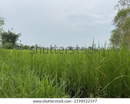 Green fields and rice plants that are about to become pregnant