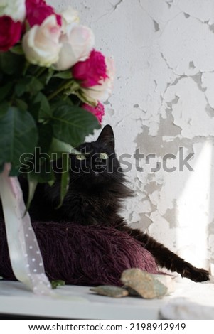 Domestic Cat closeup chill with flowers